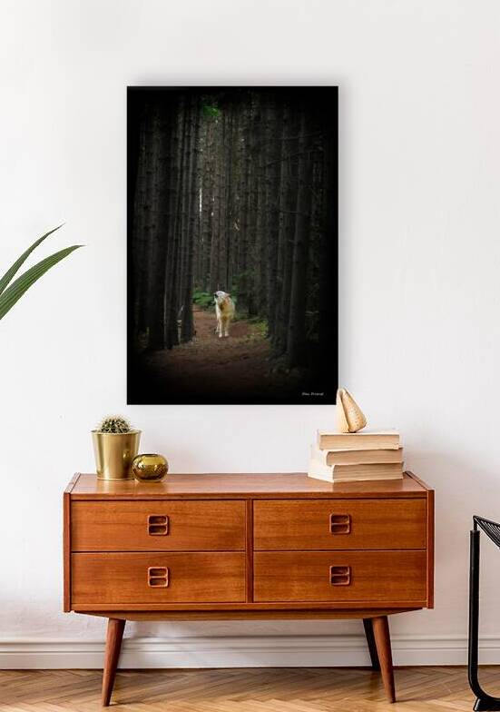 Coyote howling in the woods by Daniel L Friend
