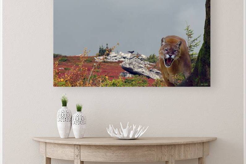 Mountain lion on Dolly Sods composite by Daniel L Friend