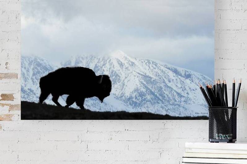 Buffalo in the winter by Daniel L Friend