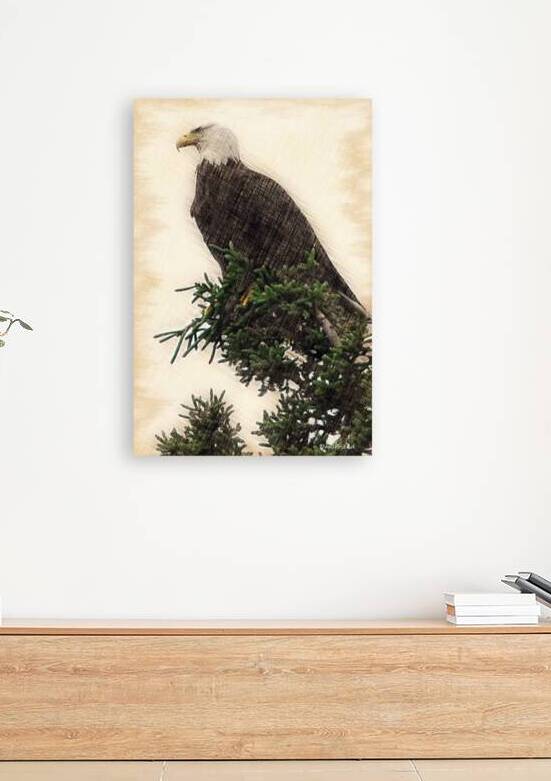 Eagle sitting on top of tree in Canada by Daniel L Friend