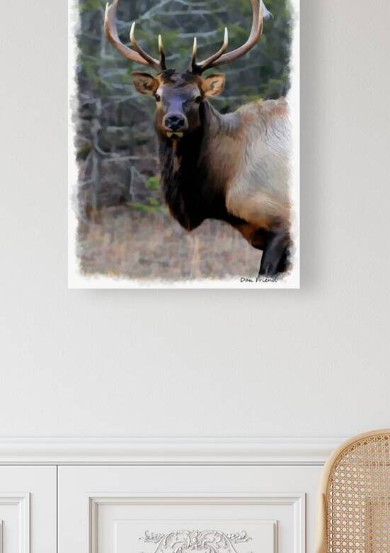 Adult male elk referred to as bulls by Daniel L Friend