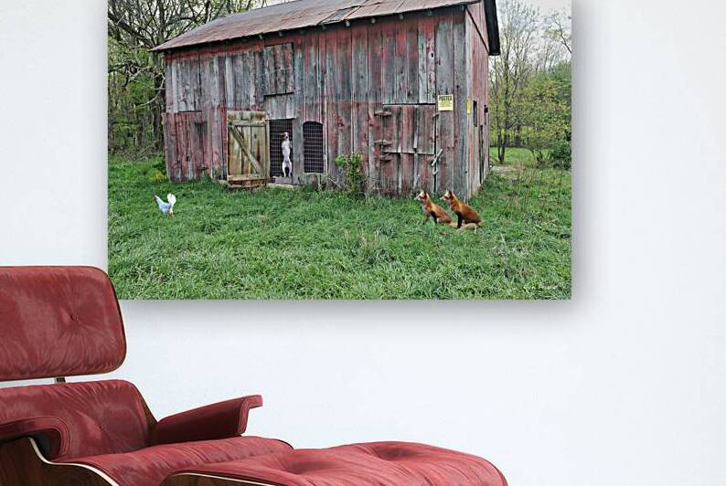 Dog watching foxes watching chicken by Daniel L Friend