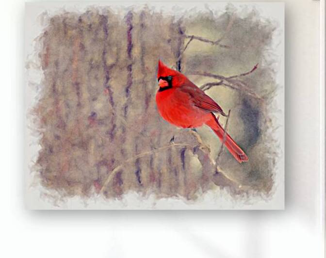 Male cardinal perched on tree limb by Daniel L Friend