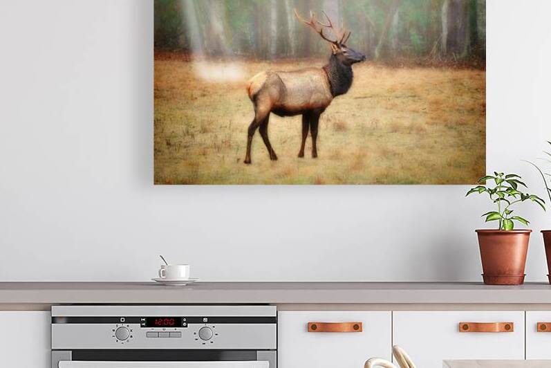 Bull elk in a field by Daniel L Friend