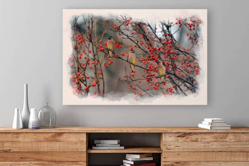 Three Cedar Waxwing  eating in tree by Daniel L Friend