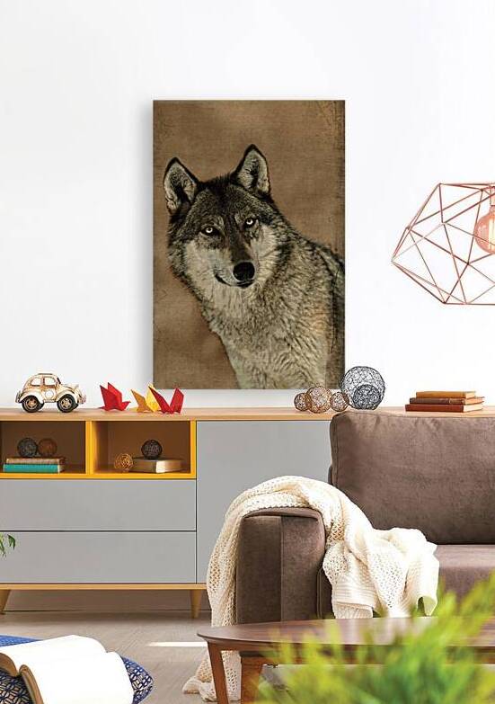The eyes of a grey wolf by Daniel L Friend