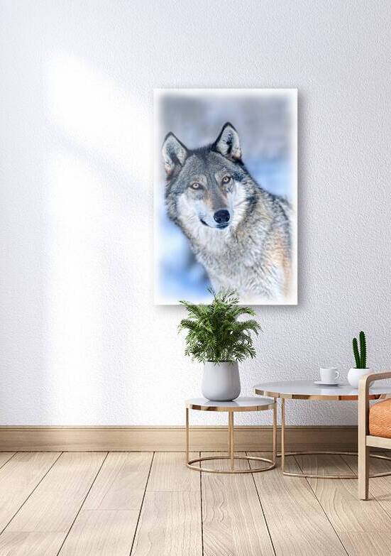 Wolf portrait by Daniel L Friend