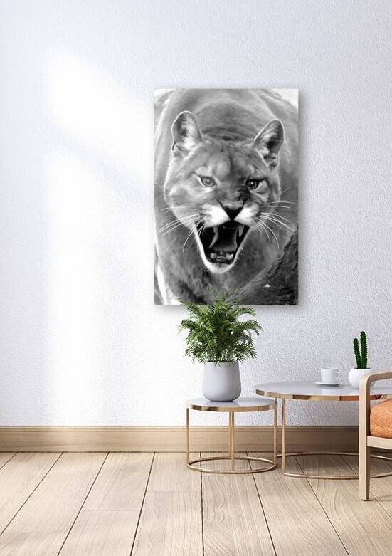 Mountain lion roaring by Daniel L Friend
