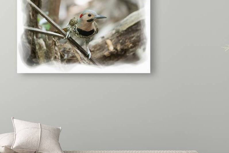 Northern Flickers are large brown woodpeckers by Daniel L Friend