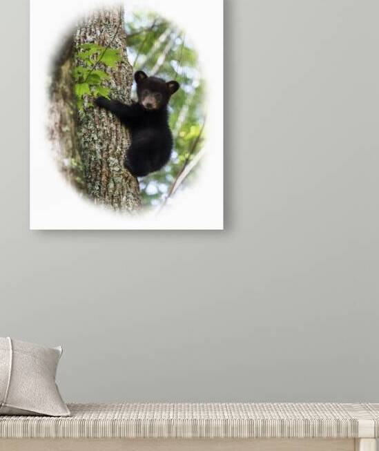 0986x05132015x0809The Black Bear West Virginia State Animal by Daniel L Friend