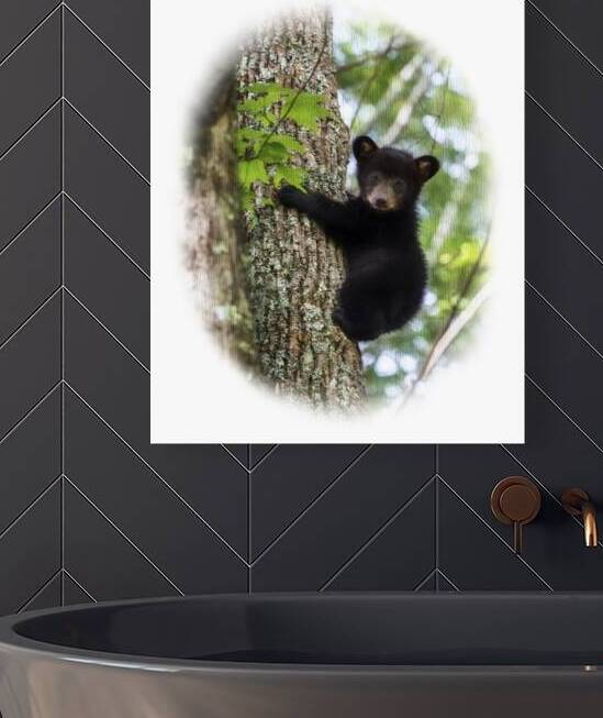 The Black Bear West Virginia State Animal Adopted on March 23 in 1973 by Daniel L Friend