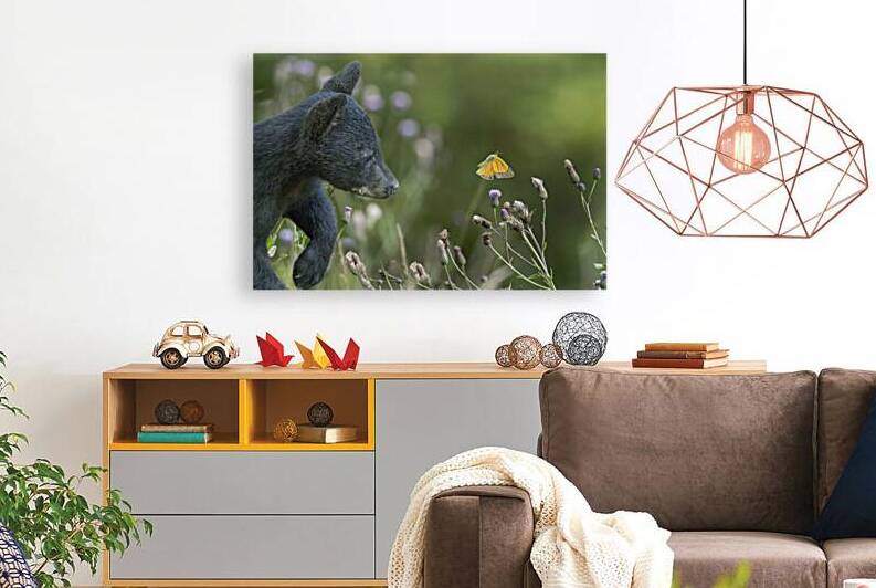 Baby black bear cub curious checking out moth by Daniel L Friend