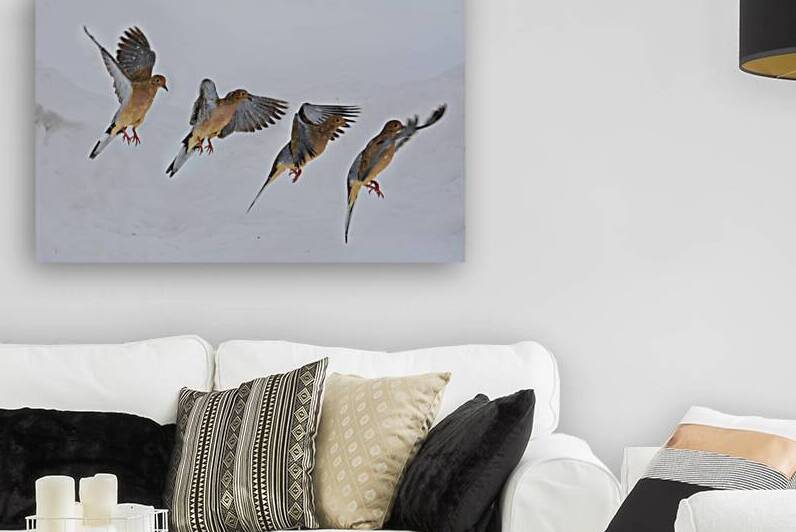 Flight of graceful Mourning Dove in snow by Daniel L Friend
