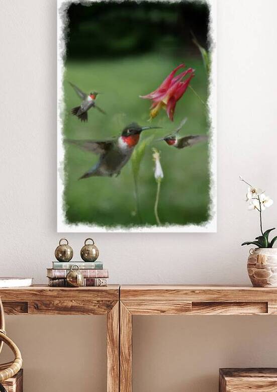 A flash of green and red the Ruby-throated Hummingbird is eastern North America’s sole breeding hummingbird by Daniel L Friend
