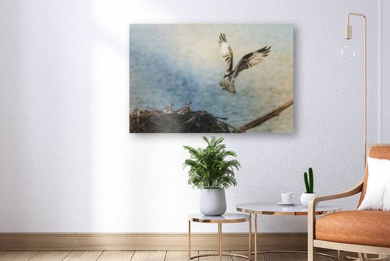 Osprey flying back to nest by Daniel L Friend