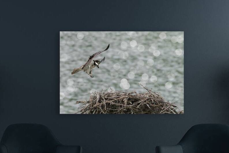 Osprey coming into nest with food in talons top of tree by Daniel L Friend