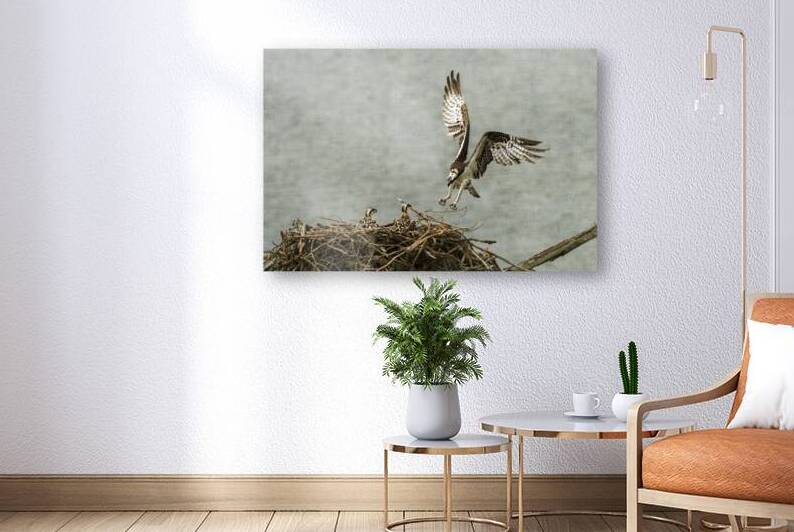 Osprey landing on her nest by Daniel L Friend