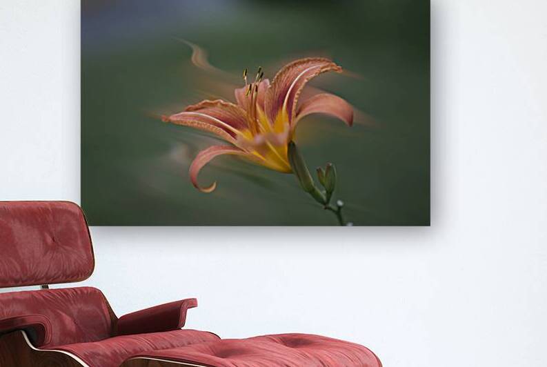 Tiger Lily has edible flower buds apart from edible roots and shoots. by Daniel L Friend