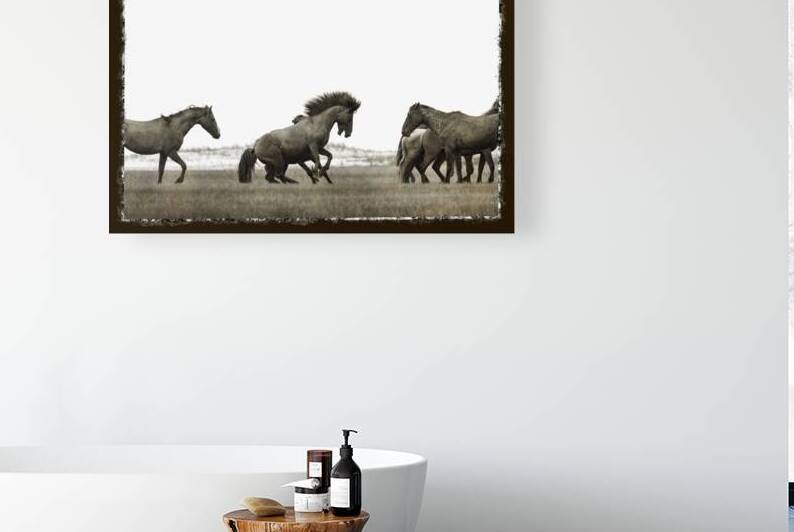 The dominant stallion is the boss. His role is to protect his band from danger by Daniel L Friend