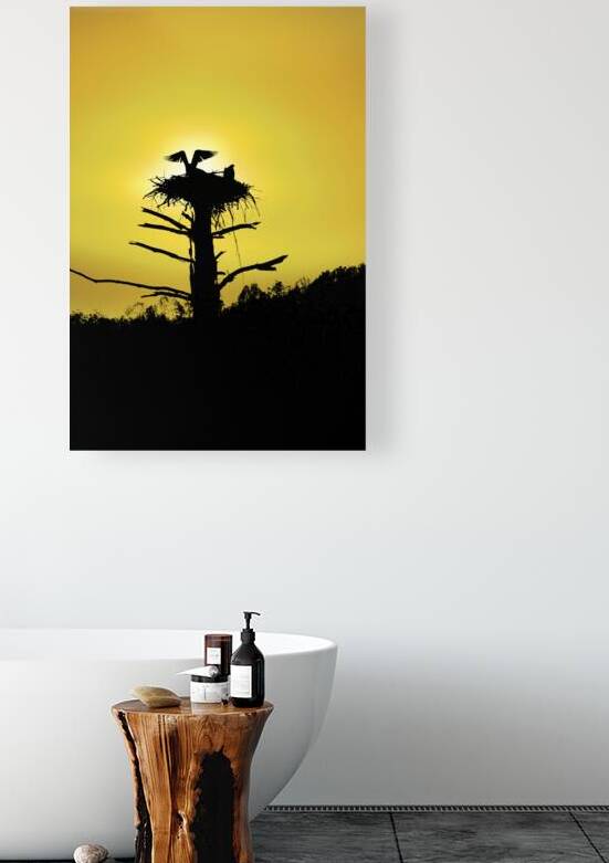 Osprey on nest with yellow sunset by Daniel L Friend