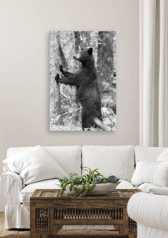 Black and white bear standing up on tree by Daniel L Friend