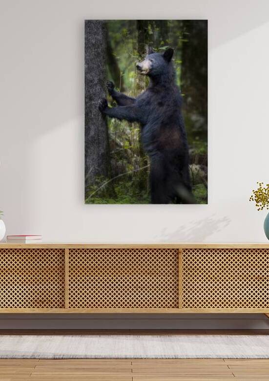 Black bear looking ahead for danger. Reproduction