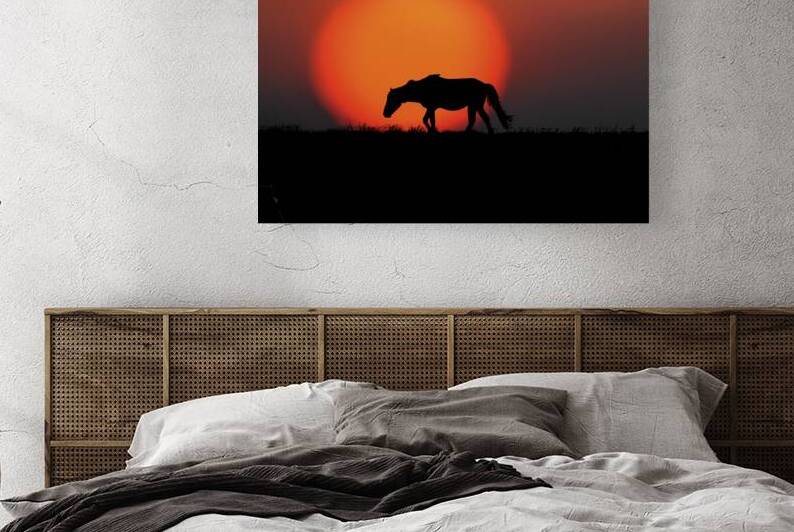 Wild Horses of the Rachel Carson Reserve  by Daniel L Friend