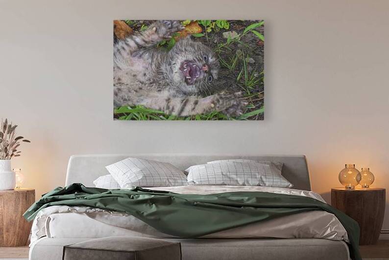 Baby bobcat little mad by Daniel L Friend
