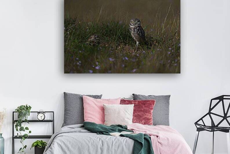 Burrowing owls over their nest by Daniel L Friend