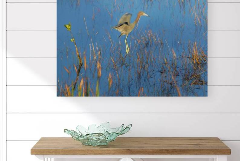 Heron flying in for landing by Daniel L Friend