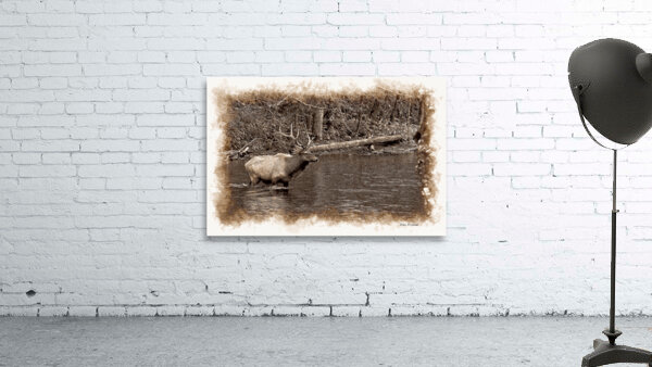 Elk crossing a river Wall Preview