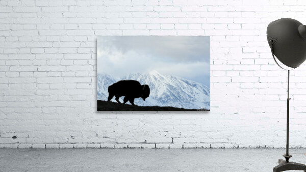 Buffalo in the winter Wall Preview