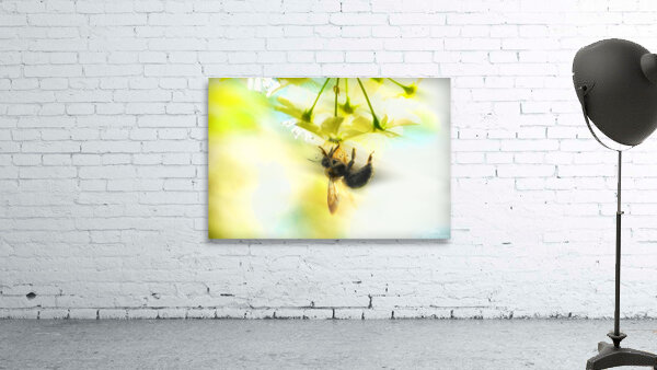 Bumble going in for the nectar Wall Preview