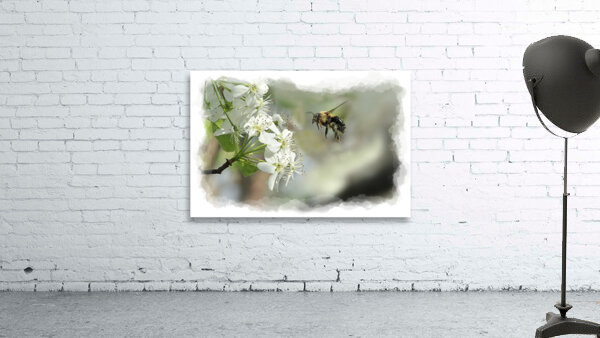 Bubble bee looking for nectar Wall Preview