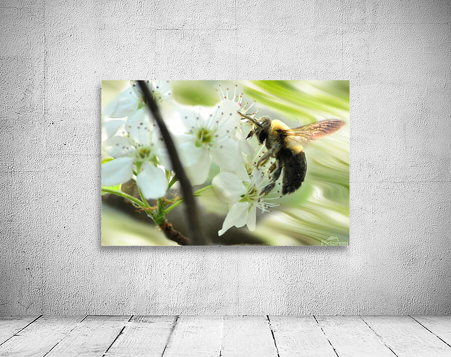 Bumble bee on flower Wall Preview