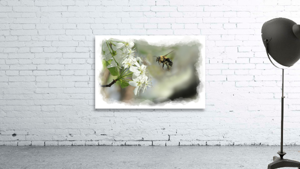 Bubble bee looking for nectar Wall Preview