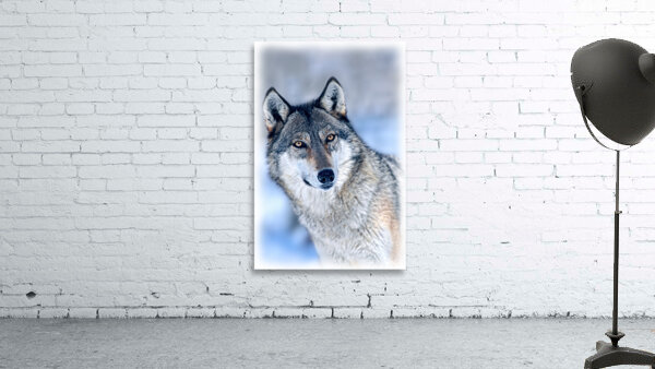 Wolf portrait Wall Preview
