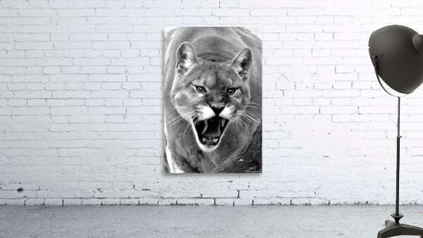 Mountain lion roaring Wall Preview