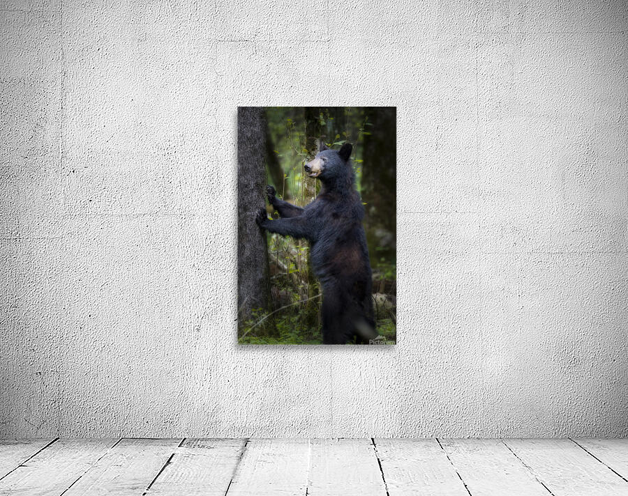 Black bear looking ahead for danger. Wall Preview