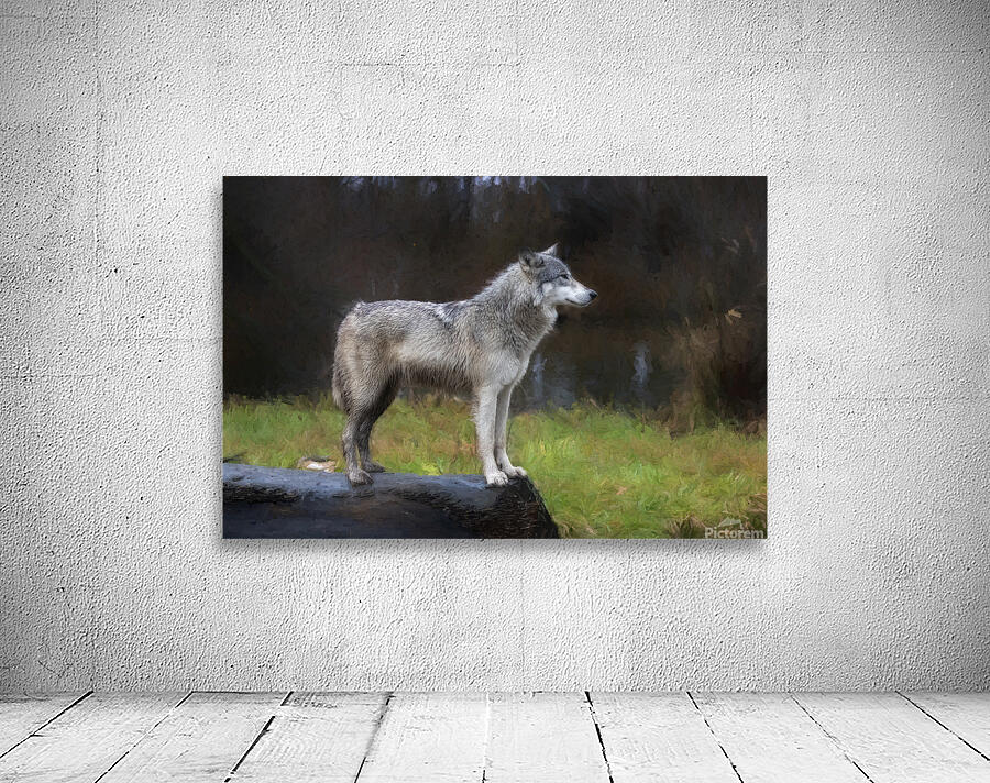 The wolf also known as the greygray wolf or timber wolf  Wall Preview