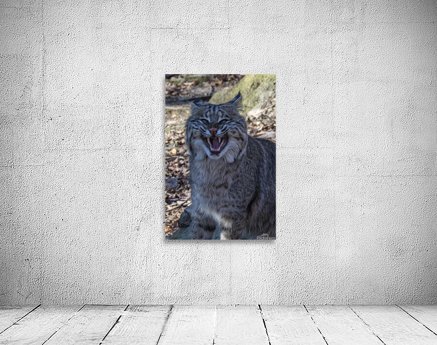 Bobcat Snarling Wall Preview