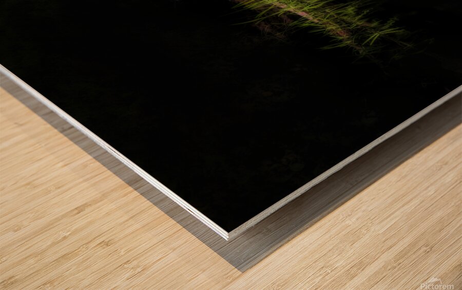 Grass along the rivers edge Wood print