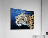Hello Jaguar Acrylic Print