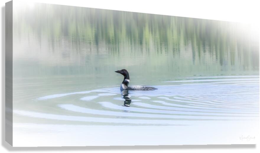 Loon Solitude - BD23004.1 Canvas Print