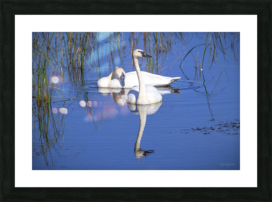 Swan Devotion   BD25001.1 Picture Frame print