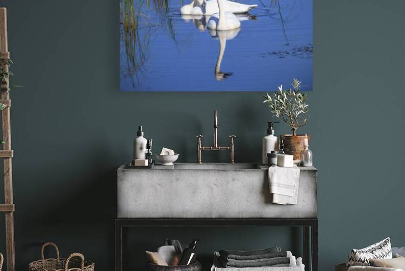Swan Devotion   BD25001.1 by MICHAEL SCHMIDT PHOTOGRAPHY