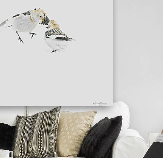 Snow Bunting 4 - BD21003.1 by MICHAEL SCHMIDT PHOTOGRAPHY