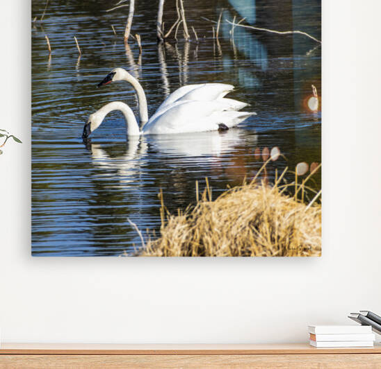 Trumpeter Swans - BD19001.1 by MICHAEL SCHMIDT PHOTOGRAPHY