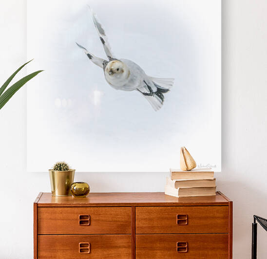 Snow Bunting 1 - BD20001.1 by MICHAEL SCHMIDT PHOTOGRAPHY