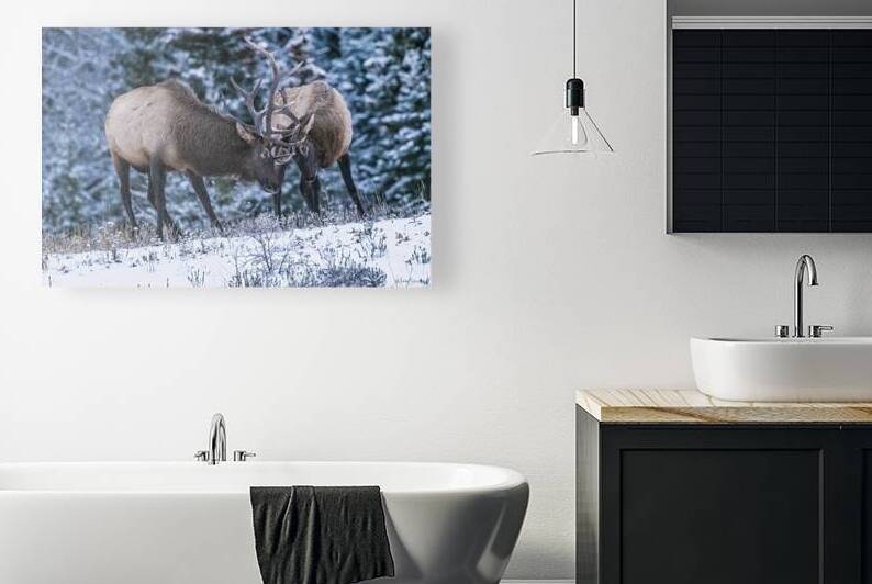 Bull Elks Tete-a-tete - WL19001 by MICHAEL SCHMIDT PHOTOGRAPHY